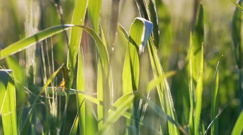 Wheat ears Stock Footage 39960951