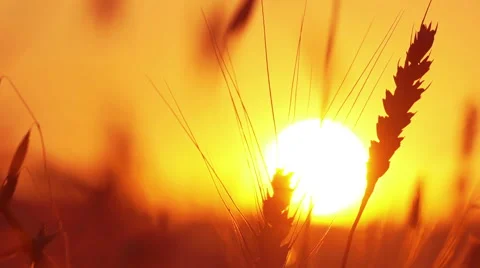 Wheat ears Stock Footage 41344705