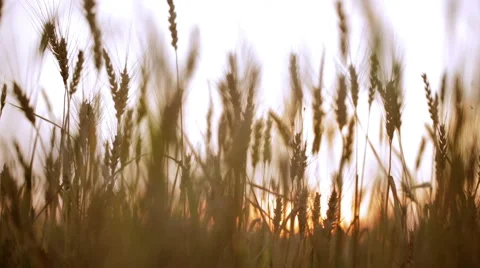 Wheat ears. Stock Footage 41344726