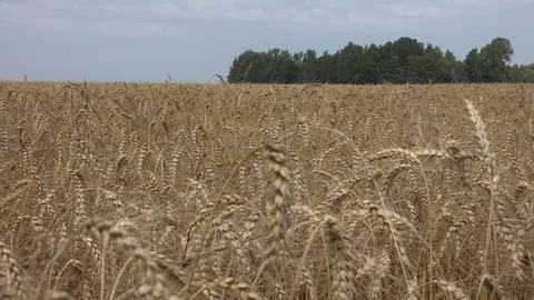 Wheat Ears 動画素材 96196815