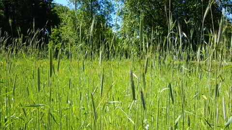 Wheat ears 库存影片 112718176