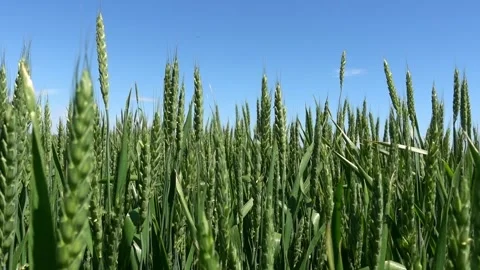 Wheat ears Stock Footage 196269463