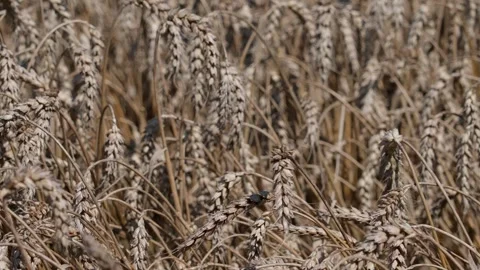 Wheat ears Stock Footage 321133258