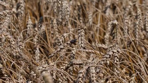 Wheat ears Stock Footage 321133321