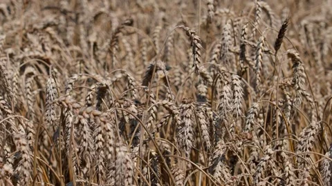 Wheat ears Stock Footage 321133368