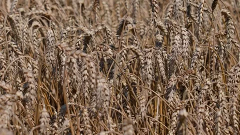 Wheat ears Stock Footage 321133410