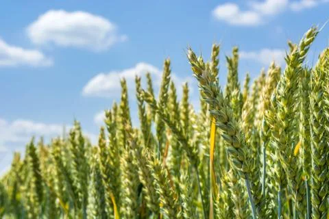 Wheat ears, full of grain, on the field, against the sky and other plants Stock Photos
