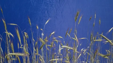 Wheat ears gently swaying with the sky and clouds in the background. Filmed.. Stock Footage 277823898