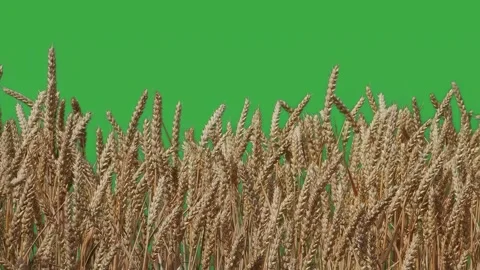 Wheat ears on green screen, slow motion Stock Footage 295455716