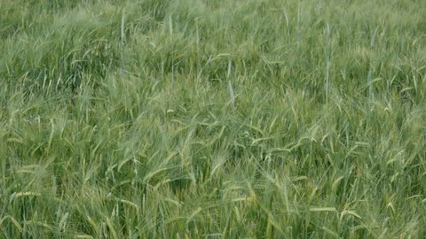 Wheat ears growing on the field Stock Footage 90619259
