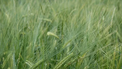 Wheat ears growing on the field Stock Footage 90619865