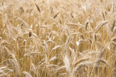 Wheat ears growing in the field Stock Photos