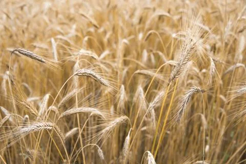 Wheat ears growing in the field Stock Photos