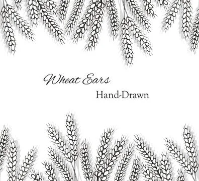 Wheat ears hand-drawn banner Stock Illustration