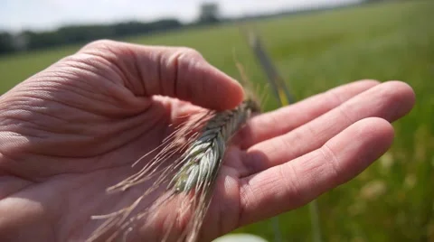 Wheat Ears in Hand on Green Field. Harvest Stock Footage 65321186