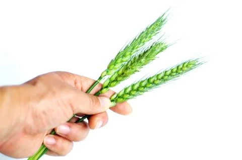 Wheat ears in hand Stock Photos