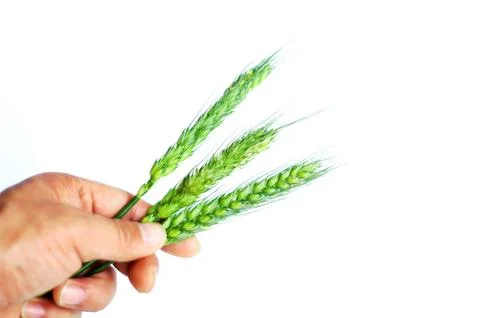 Wheat ears in hand 스톡 사진