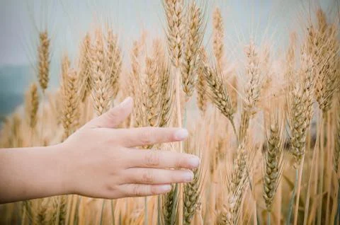 Wheat ears in the hand. Fotos de archivo