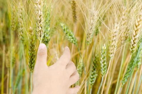Wheat ears in the hand. Foto stock