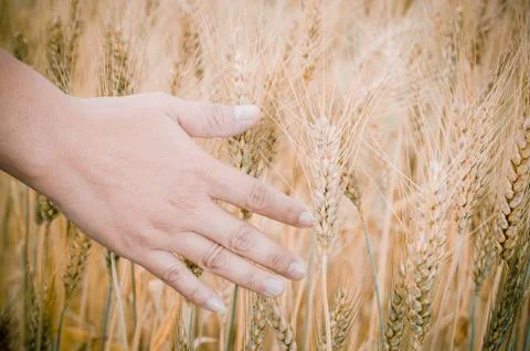 Wheat ears in the hand. Foto stock