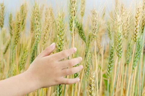 Wheat ears in the hand. Stock Photos