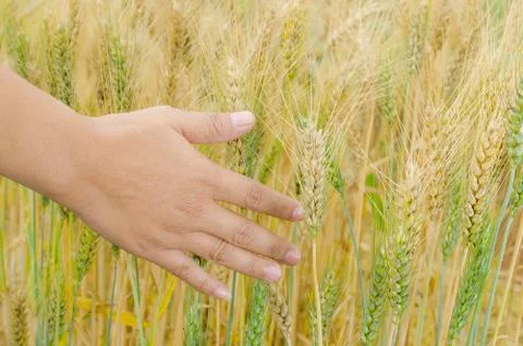 Wheat ears in the hand. 写真素材