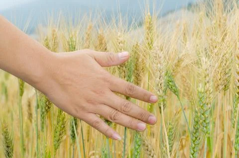 Wheat ears in the hand. Stock Photos