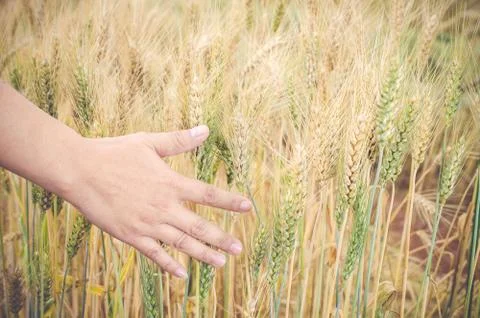 Wheat ears in the hand. Foto stock
