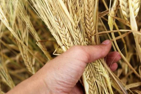 Wheat ears in the hand. Stock Photos