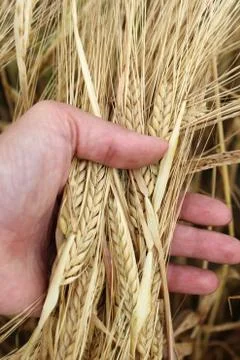 Wheat ears in the hand. Stock Photos