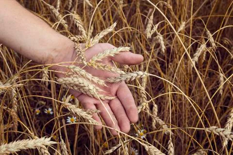 Wheat ears in the hand. Stock Photos