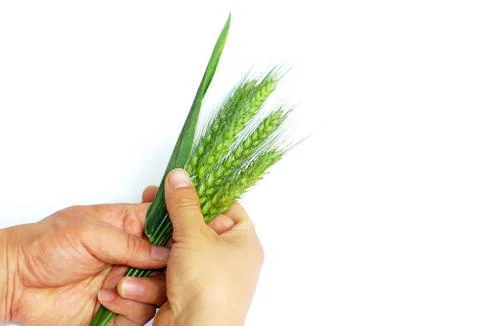 Wheat ears in hands Stock Photos