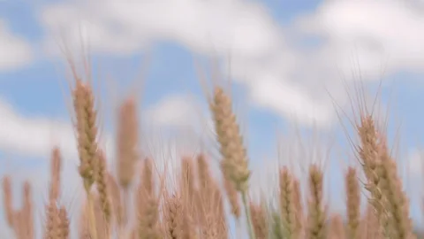 Wheat ears at harvest panorama Stock Footage 122771587