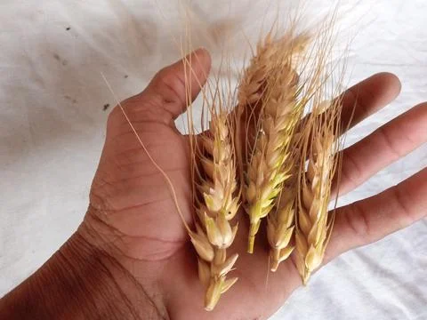Wheat ears on human hands Stock Photos