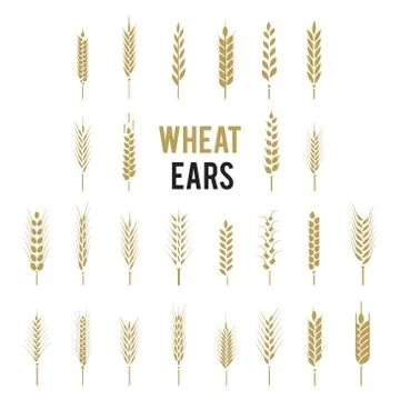 Wheat Ears Icons and Logo Set. Cereals icon set with rice, wheat, corn, oats Stock Illustration