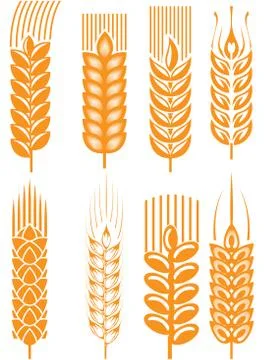 Wheat ears Stock Illustration