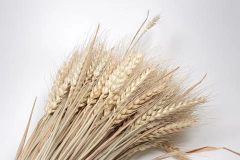 A Wheat Ears Isolated, dry barley rice isolated on white background Stock Photos