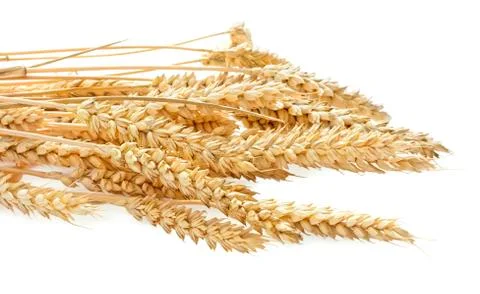 Wheat ears isolated Foto stock