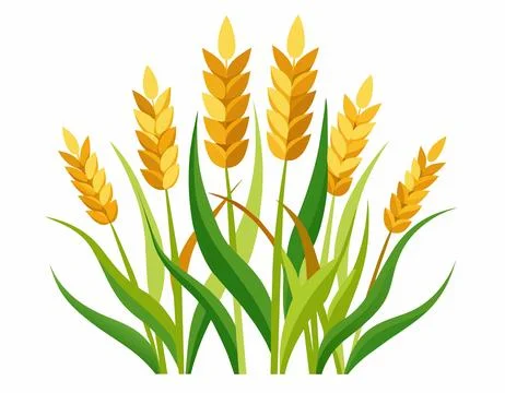 Wheat ears isolated on white background. Stock Illustration