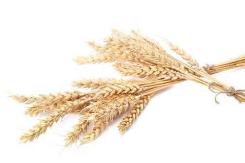 Wheat ears isolated on white background. Stock Photos
