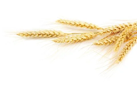 Wheat ears isolated on a white background Stock Photos