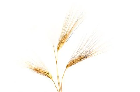Wheat ears isolated on white background Stock Photos