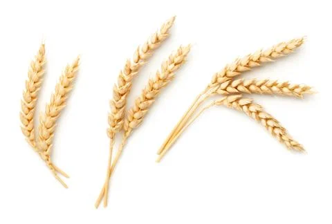 Wheat Ears Isolated On White Background Stock Photos