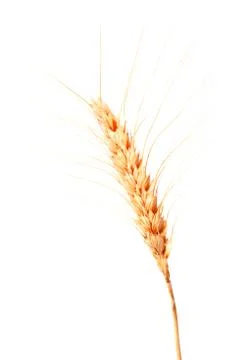 Wheat ears isolated on a white background Foto stock