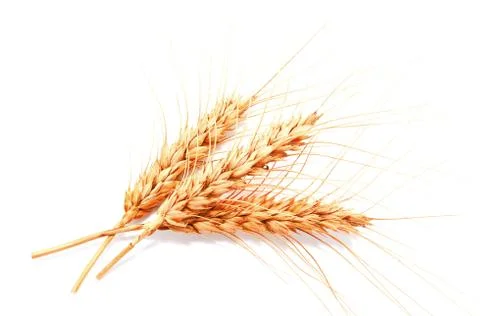Wheat ears isolated on a white background Stock Photos