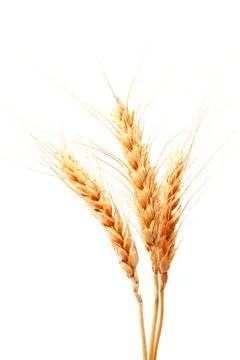 Wheat ears isolated on a white background Foto stock
