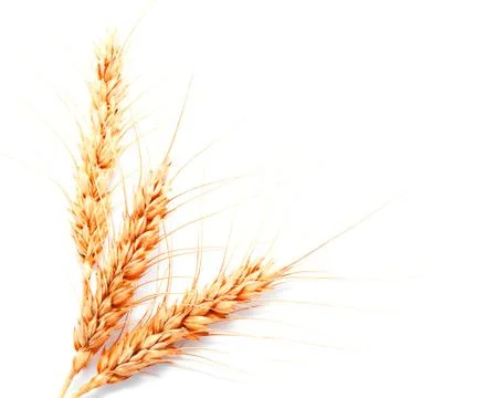 Wheat ears isolated on a white background Stock Photos