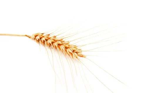 Wheat ears isolated on a white background Stock Photos