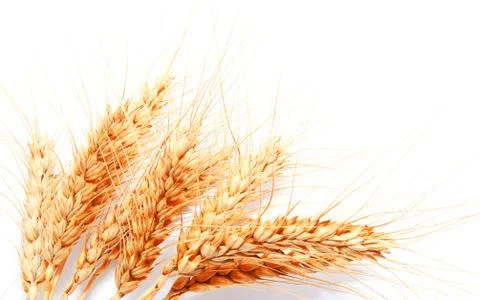 Wheat ears isolated on a white background Stock Photos