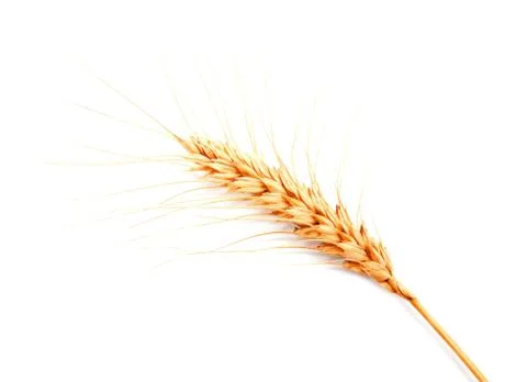 Wheat ears isolated on a white background Stock Photos
